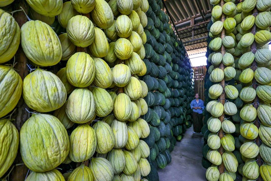 AB onaylı lezzet! Kırkağaç kavunu, kış aylarında da tezgahlarda 7